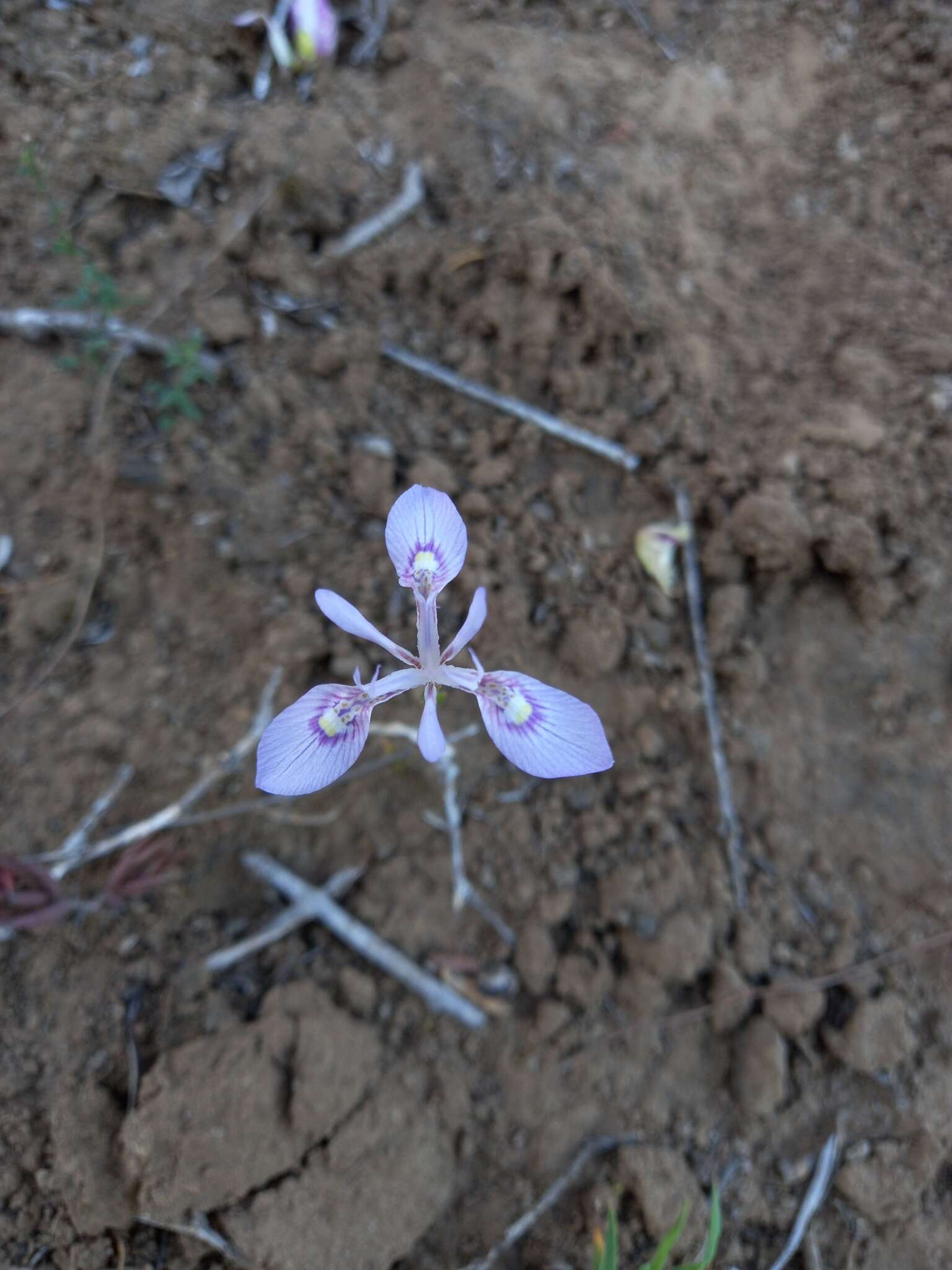 Image of Moraea elliotii Baker