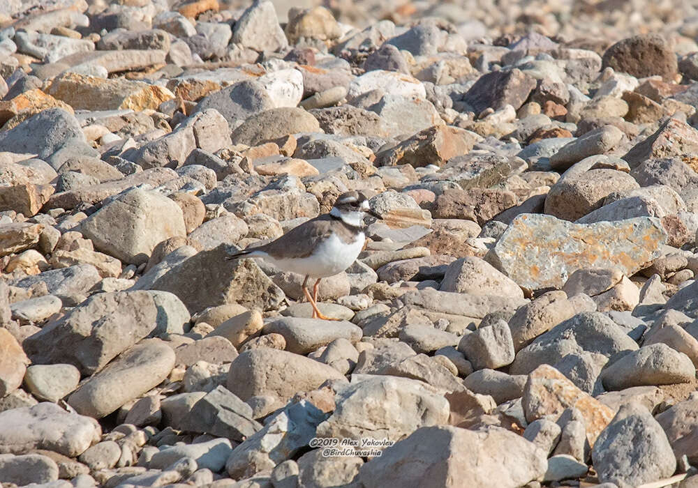 Charadrius placidus Gray, JE, Gray & GR 1863 resmi