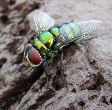 Image of Blow fly