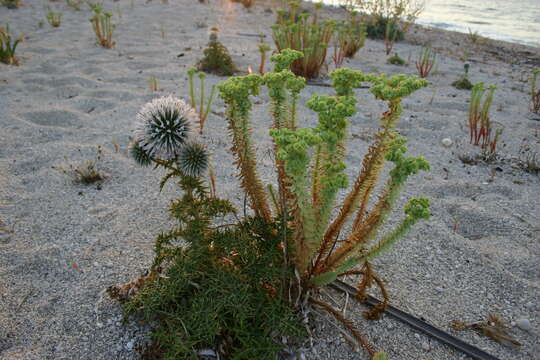 Image of Echinops spinosissimus subsp. neumayeri (Vis.) Kozuharov