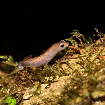 Image of Camron Mushroom-tongue Salamander