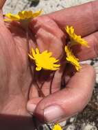 Image of Cotula duckittiae (L. Bolus) K. Bremer & C. J. Humphries