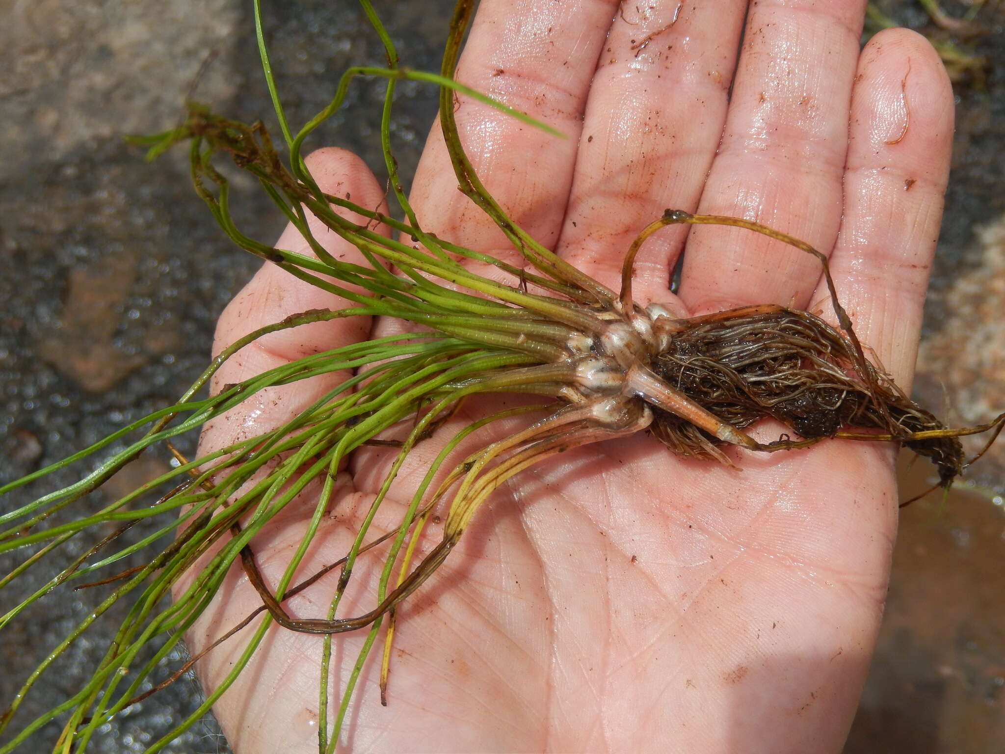 Image of blackfoot quillwort