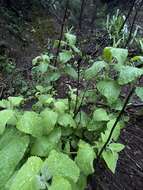 Image of Ross' pitcher sage