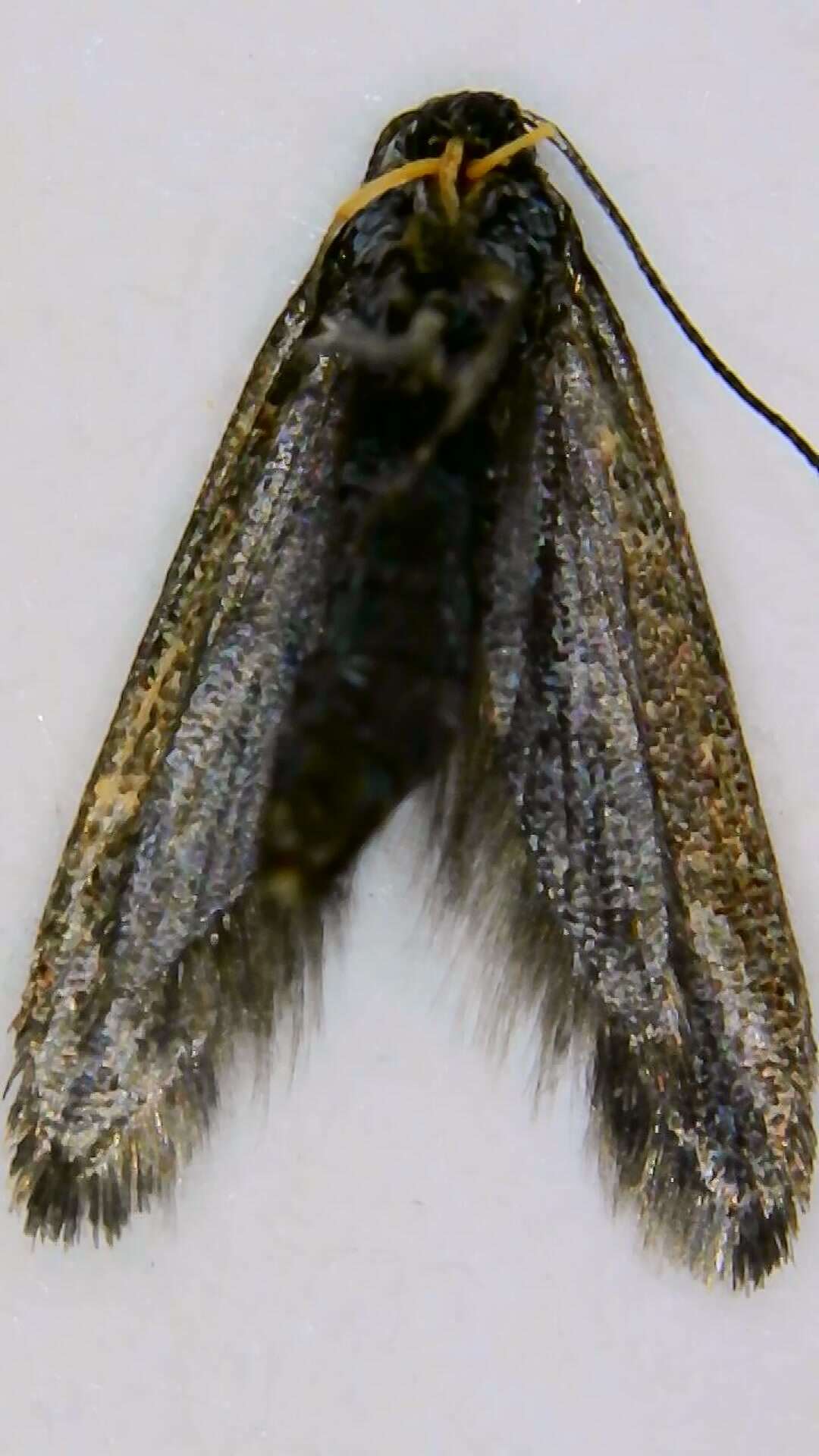Image of Schiffermuelleria schaefferella Linnaeus 1758