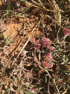 Image of Helichrysum candolleanum Buek