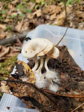 Image de Singerocybe adirondackensis (Peck) Zhu L. Yang & J. Qin 2014