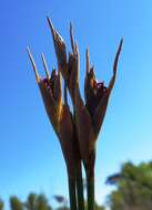 Nevillea obtusissimus (Steud.) H. P. Linder的圖片