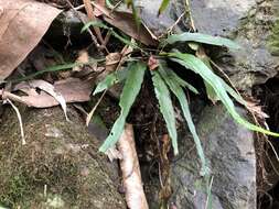 Image of Asplenium attenuatum R. Br.