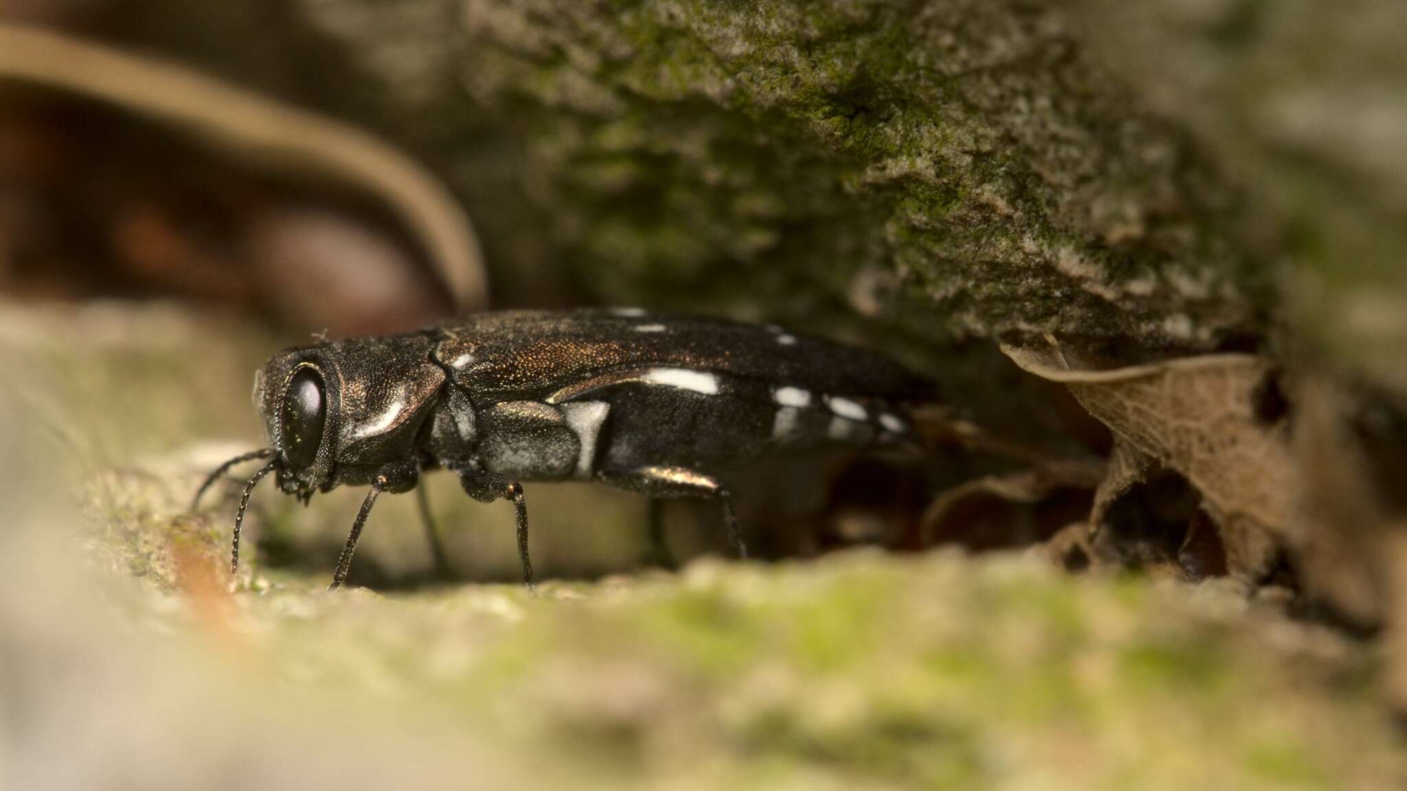 Image of Agrilus ater (Linnaeus 1767)