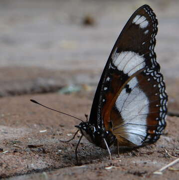 Image of False Plain Tiger