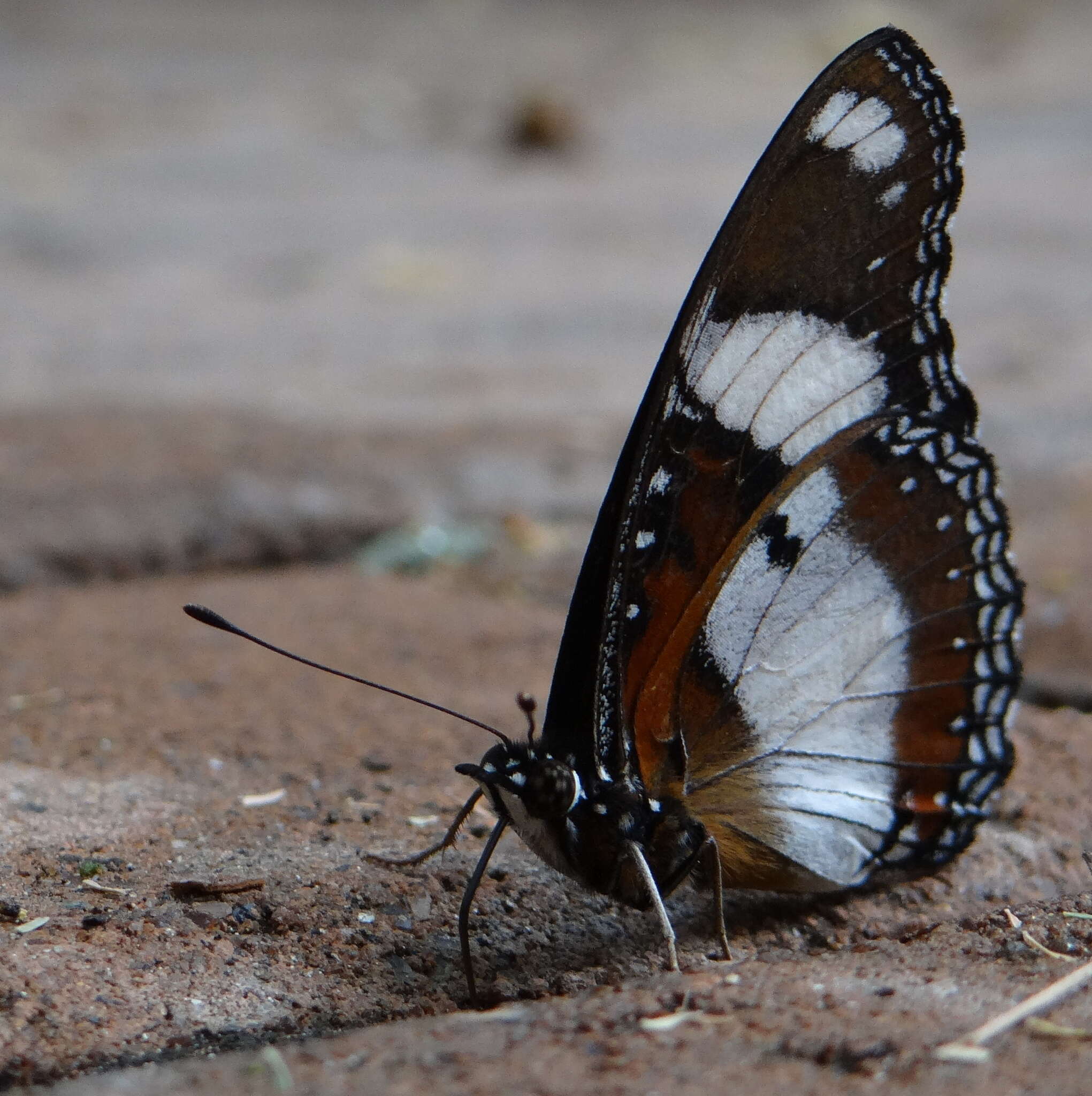 Image of False Plain Tiger