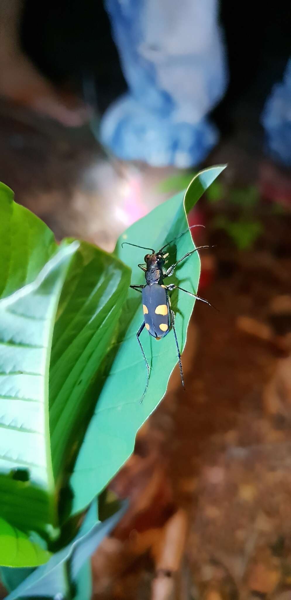 Image of Cicindela (Calochroa) bicolor Fabricius 1781