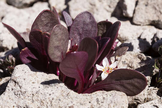 Image of alpine springbeauty