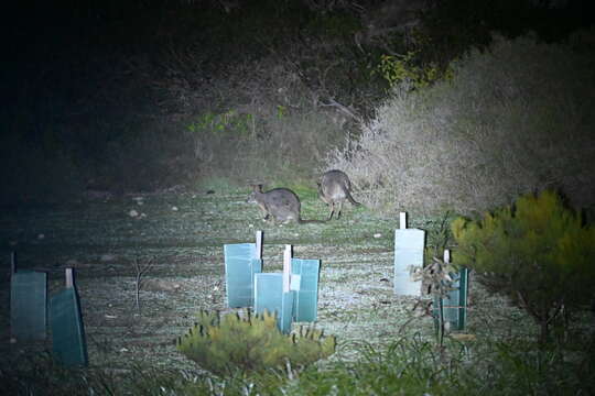 Imagem de Macropus subgen. Notamacropus Dawson & Flannery 1985