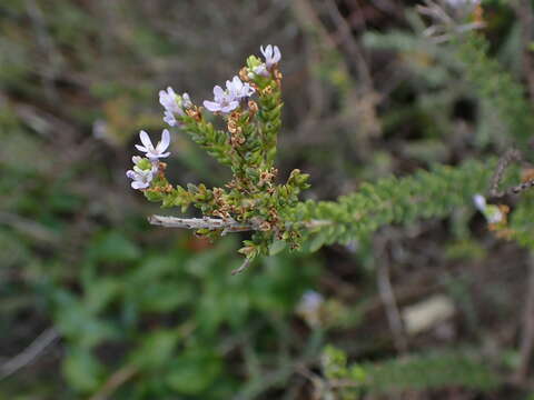 Image of Selago rotundifolia L. fil.