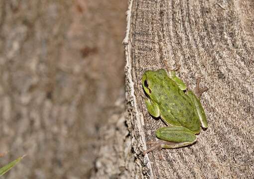 Image of Sardinian Tree Frog