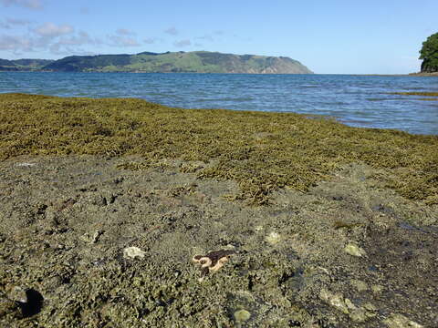 Image of Eleven-armed seastar