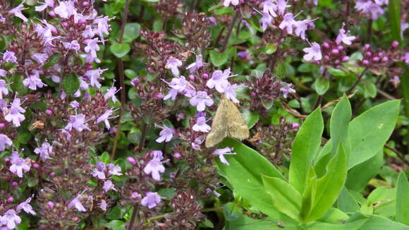 Image of Pyrausta aerealis Hübner 1793