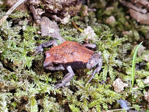 Image of Keferstein’s Toadlet