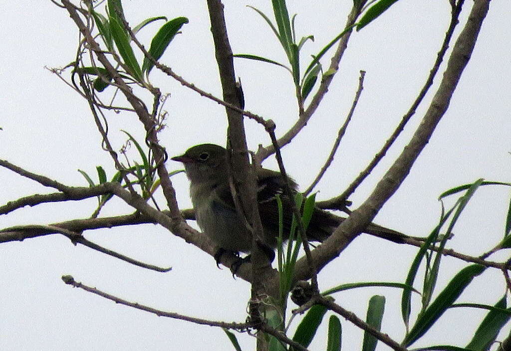 Image of Small-billed Elaenia