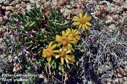 Image of hoary groundsel