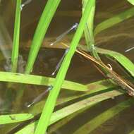 Image of Turquoise Bluet