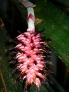 Aechmea bocainensis E. Pereira & Leme的圖片