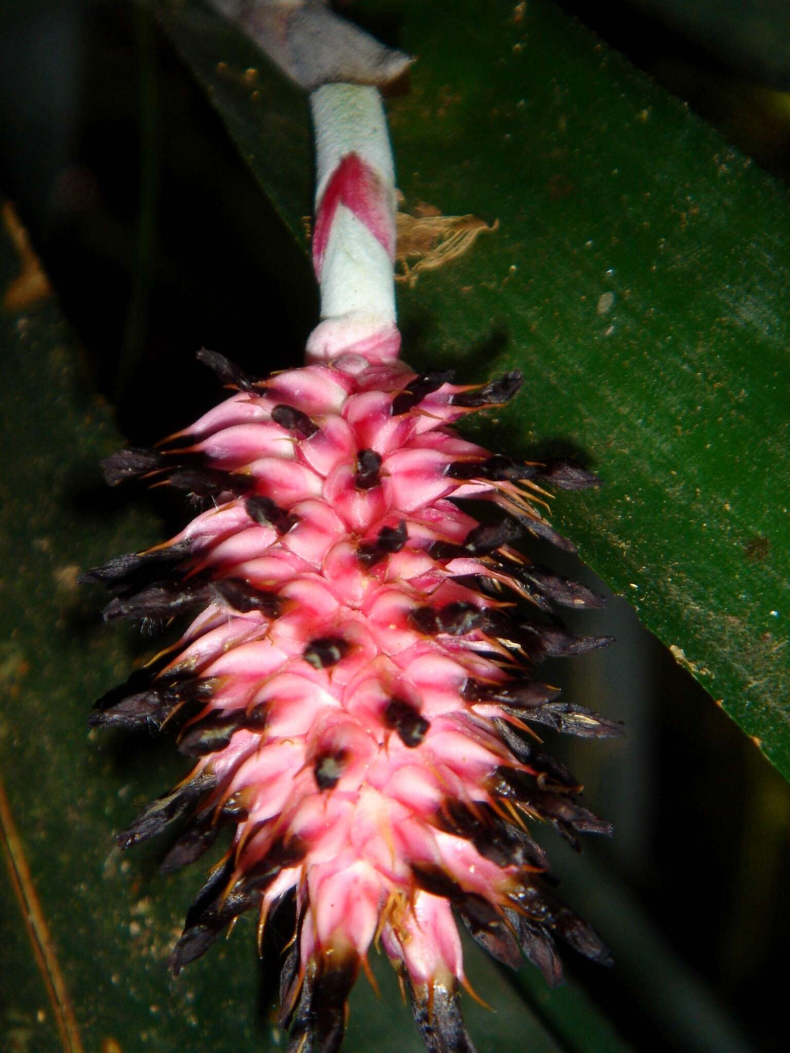 Imagem de Aechmea bocainensis E. Pereira & Leme