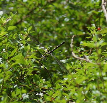 Image of Eusynthemis guttata (Selys 1871)