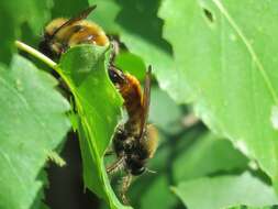 Image of Laphria flava (Linnaeus 1761)