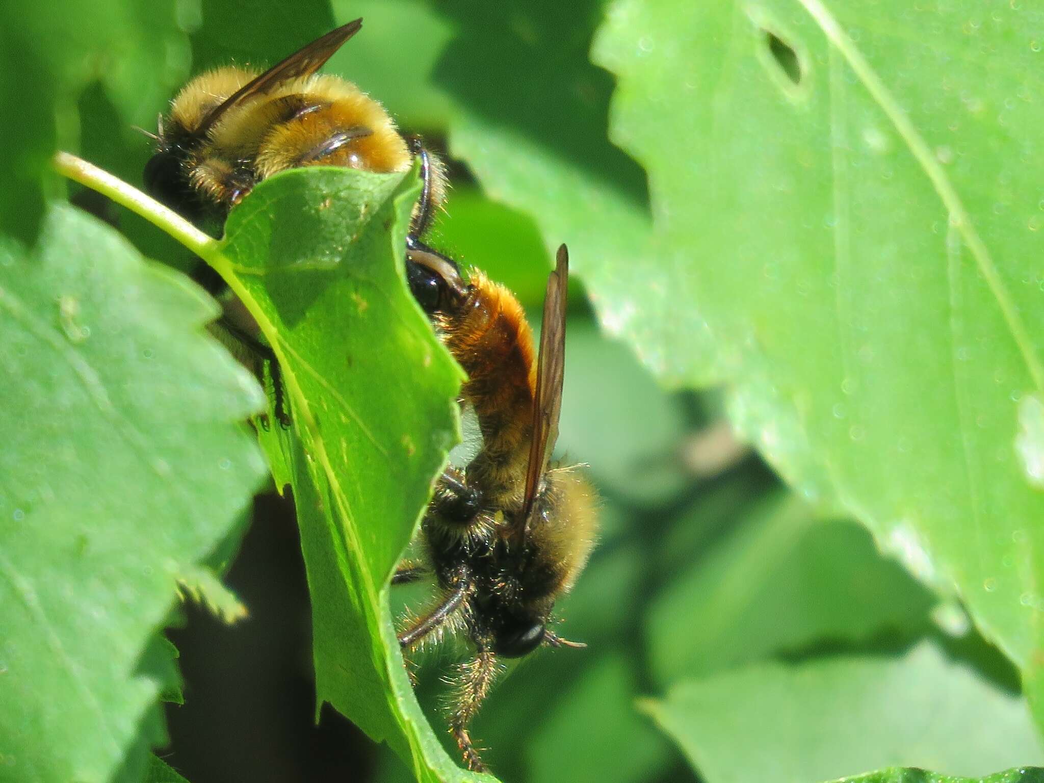 Image of Laphria flava (Linnaeus 1761)