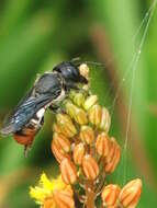 Megachile chrysorrhoea Gerstäcker 1858 resmi