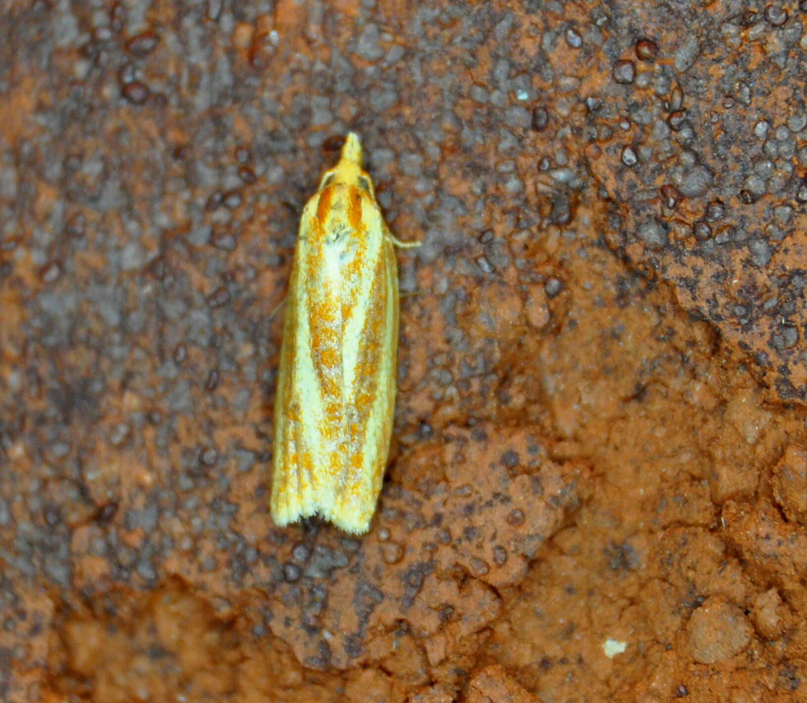 Image of Sparganothis tristriata Kearfott 1907