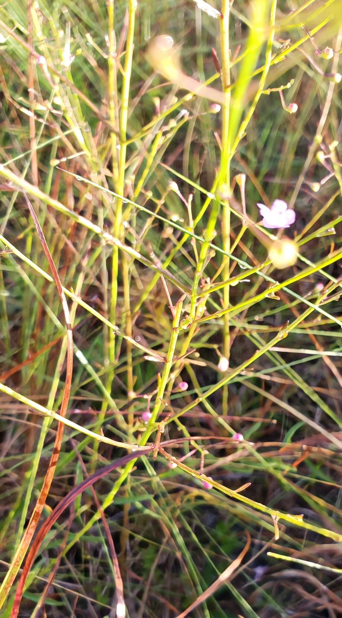 Image of Scale-Leaf False Foxglove