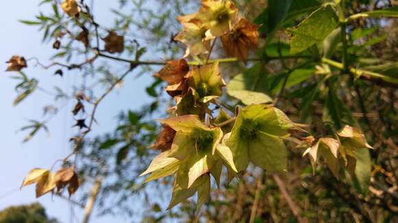 Plancia ëd Trichodesma calycosum Collett & Hemsl.