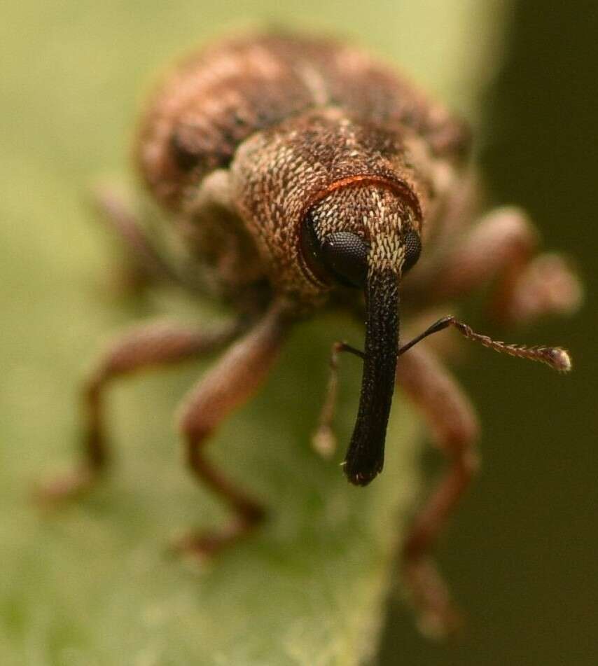 Coeliodes rana (Fabricius & J. C. 1787) resmi