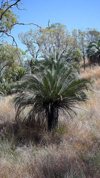 Image of Macrozamia moorei F. Muell.