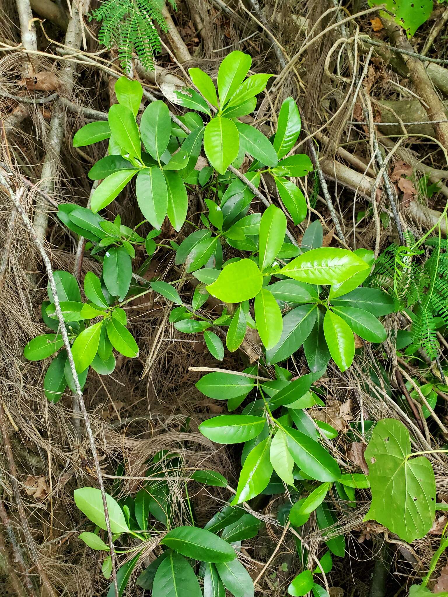 Plancia ëd Psychotria mariana Bartl. ex DC.