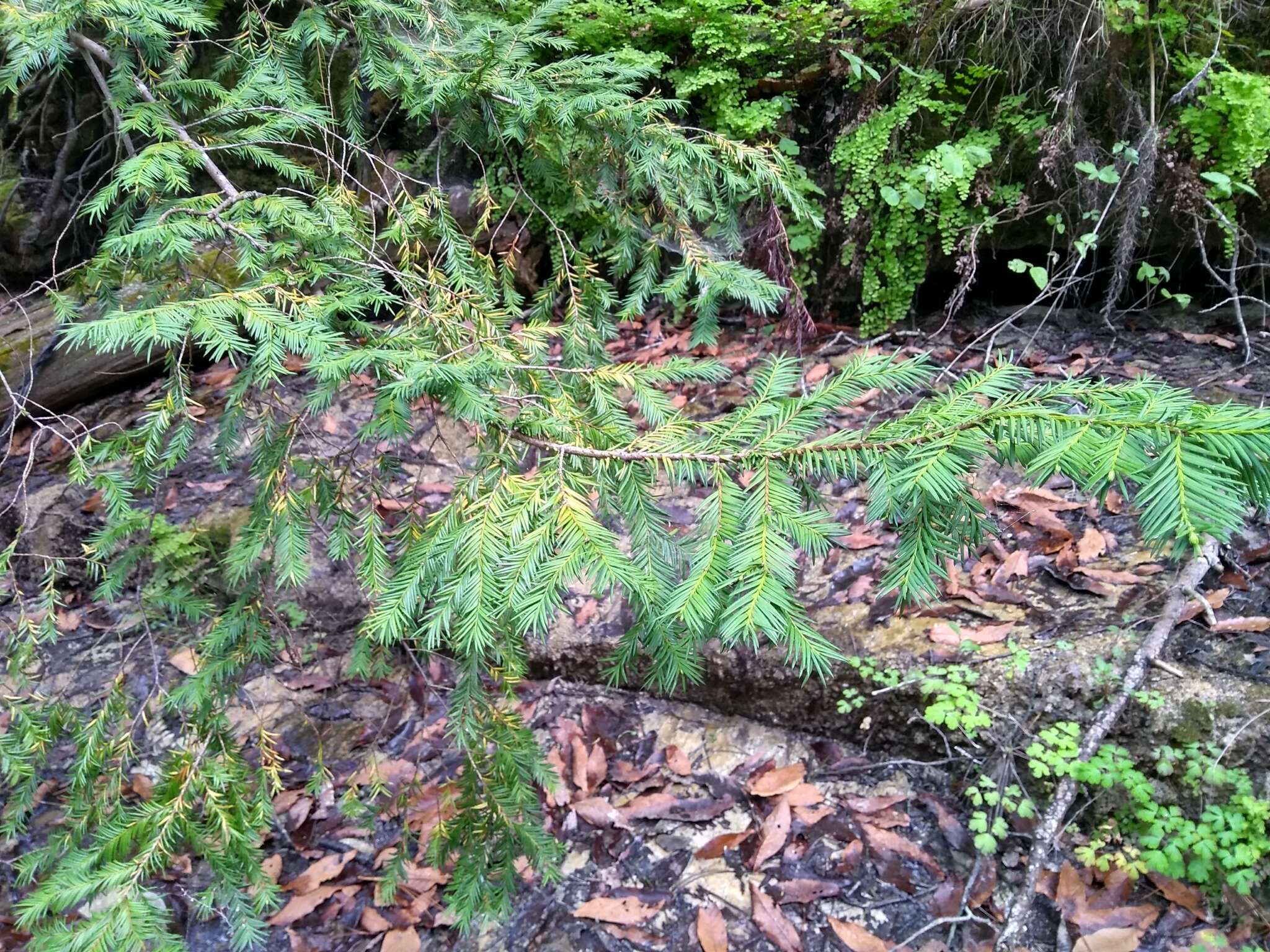 Image of Mesoamerican Yew