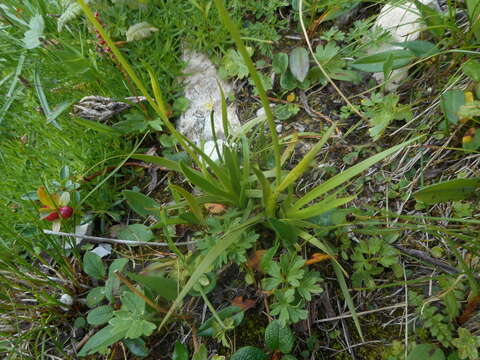 Image of Tofield's asphodel