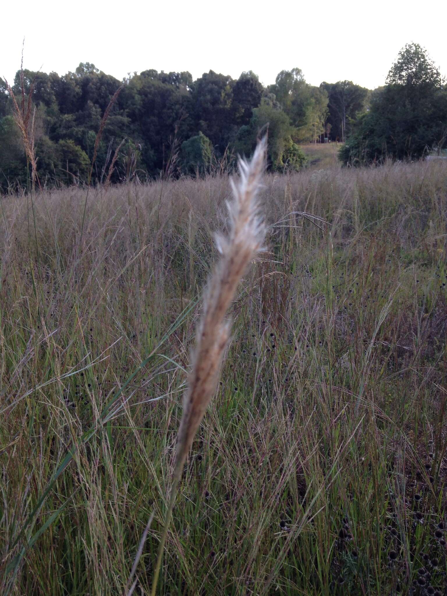 Image of Silver Plume Grass