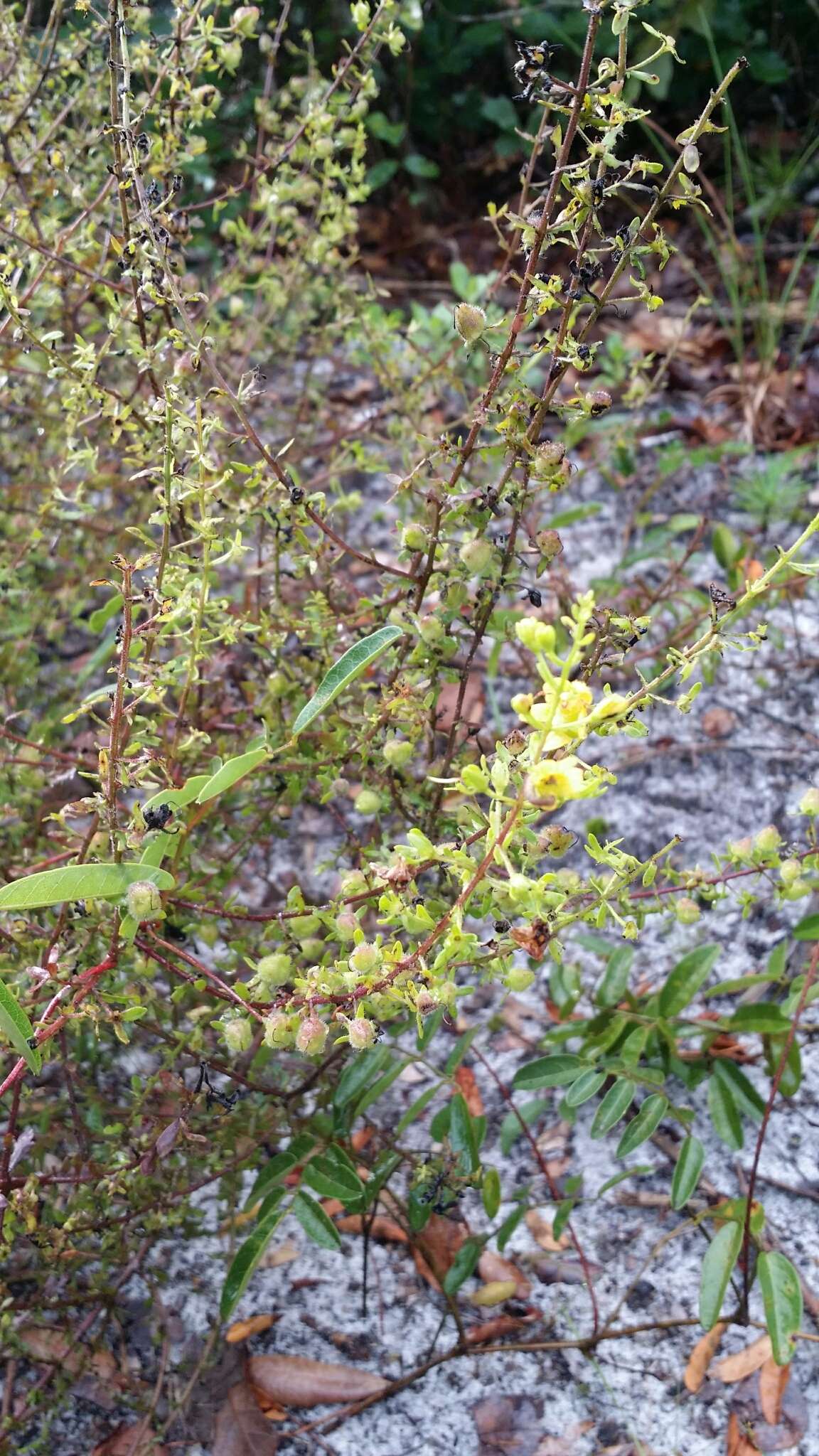 Image of piedmont blacksenna