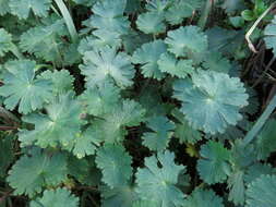 Imagem de Geranium molle L.