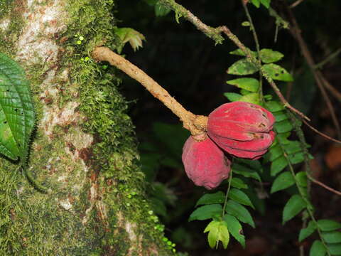 Image of Guarea rhopalocarpa Radlk.