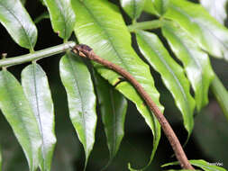 Image of Blunt-head Slug Snake