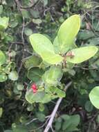 Image of Round-leaved Poison-bush