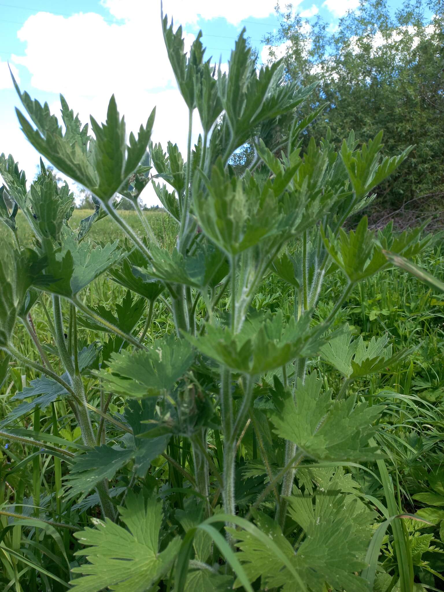 Image of Delphinium retropilosum (Huth) Sambuk