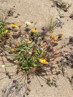 Image of woolly goat chicory