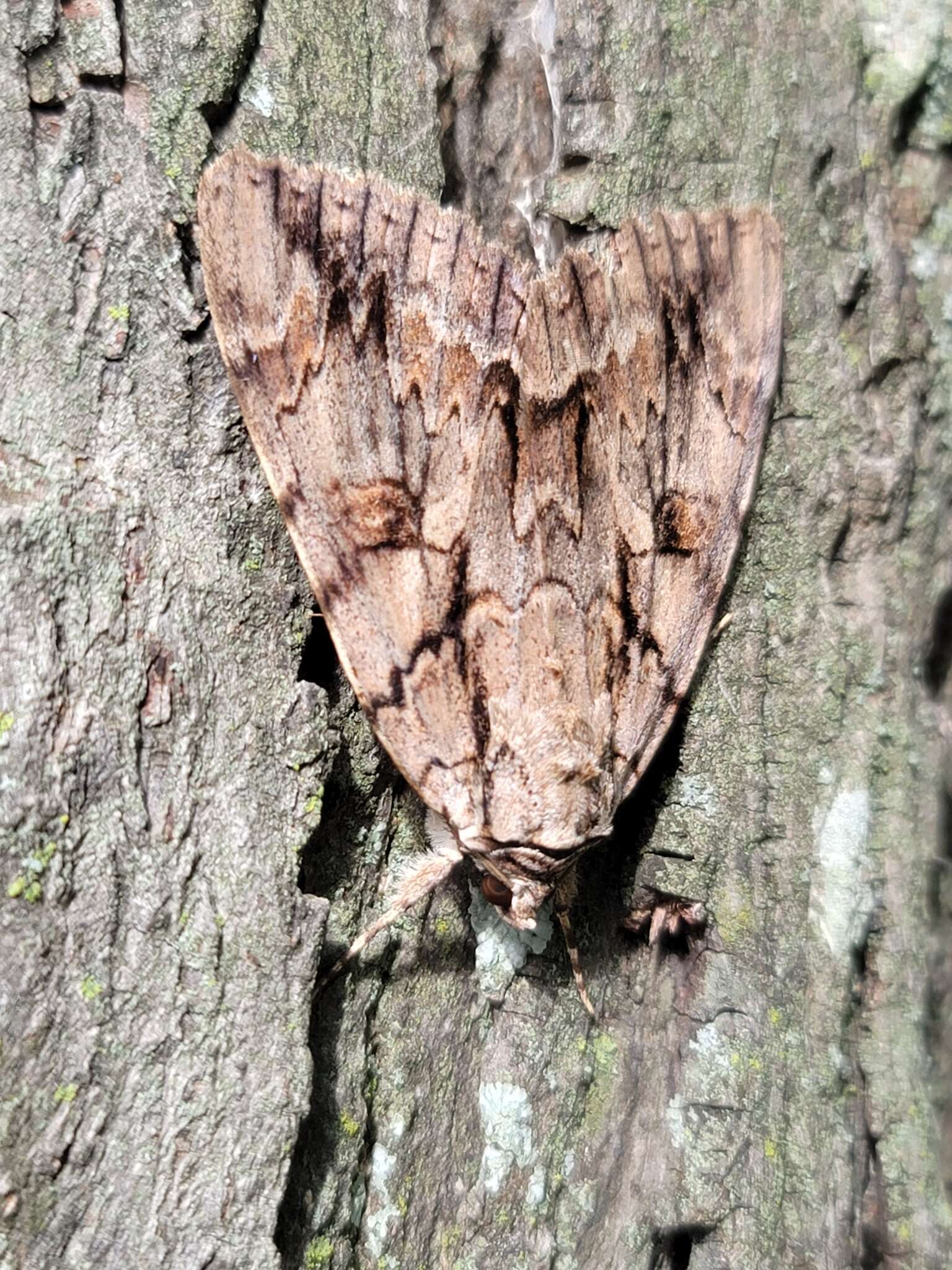 Image of <i>Catocala luctuosa</i>